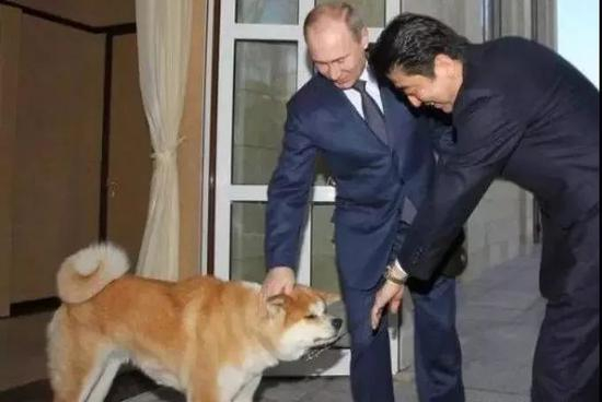  ▲安倍赠送普京秋田犬（图源：人民网）