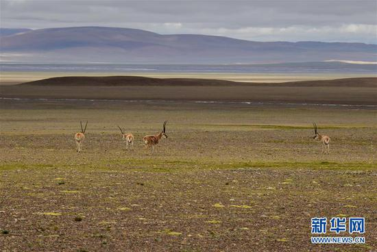 几只藏羚羊出现在那曲市双湖县西藏羌塘国家级自然保护区（8月5日摄）。 新华社记者 李贺 摄