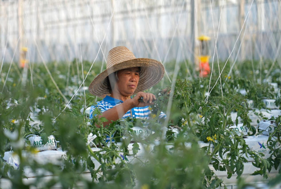 在江西省赣州市于都县梓山镇潭头村的果蔬种植基地，村民给丝瓜整枝（2025年1月3日摄）。新华社发（刘小强 摄）