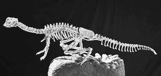 黄氏河源龙复原照片。