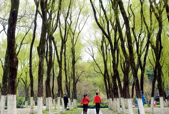 ▲ 3月12日，游人在杭州西湖景区柳浪闻莺公园内游览 黄宗治摄