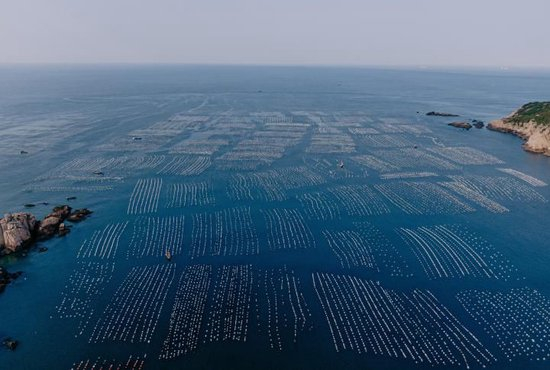  嵊泗县万亩贻贝海上基地。嵊泗县海洋与渔业局供图。