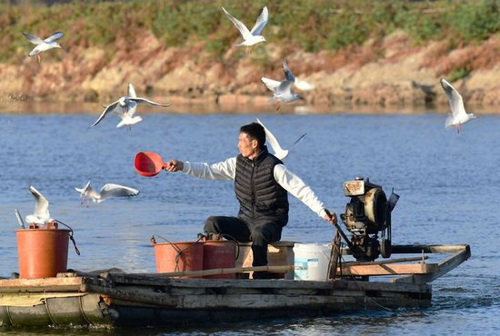 2025年12月10日，福建省漳州市佛昙镇东坂村河豚养殖户在给河豚投喂食物。新华社记者 魏培全 摄