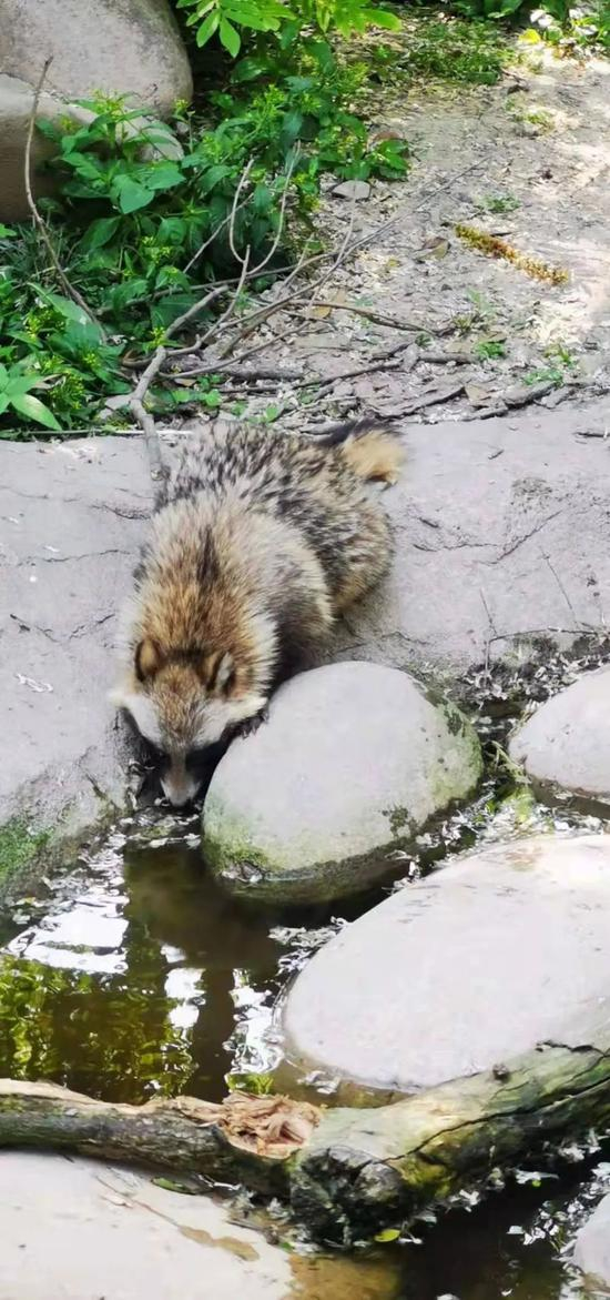 △九城湖滨小区居民拍摄到的貉喝水画面。