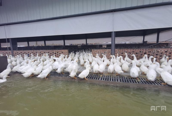 谌寿生的鸭舍设有进食区、戏水区，干净整洁（央广网记者 邓玉玲 摄）