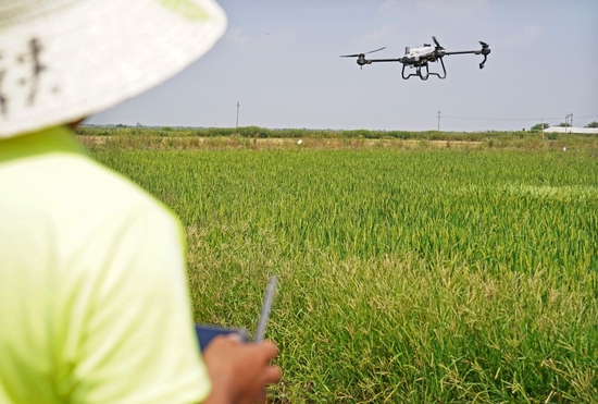 　　在位于江西省南昌县蒋巷镇的大田农社，农民正在操控无人机为稻田施肥（2022年9月16日摄）。新华社记者 万象 摄