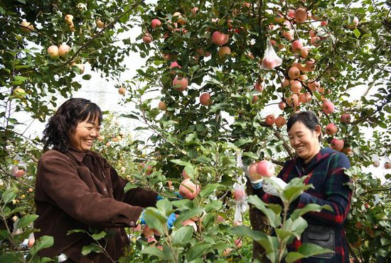 2025年10月17日，果农在陕西省延安市宝塔区桥沟街道烟洞沟村采收苹果。新华社记者 张博文 摄