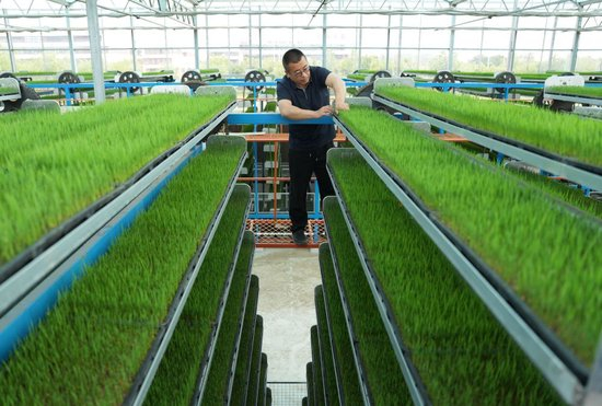  5月10日，河北省唐山市芦台经济开发区育秧中心的工人管护即将栽插的水稻秧苗。