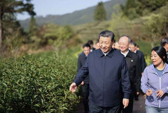  ↑2021年3月22日，习近平在福建南平武夷山市星村镇燕子窠生态茶园，察看春茶长势，了解当地茶产业发展情况。