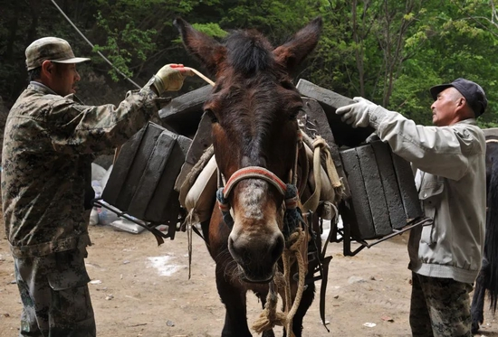 　2017年5月4日，箭扣长城修缮工地料场，驮队的马夫们正在往骡子背上捆绑城砖。