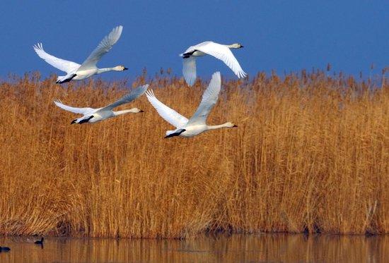  2020年11月15日，几只天鹅飞翔在乌梁素海上空。