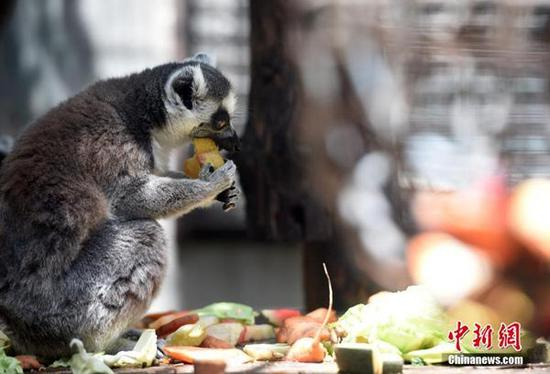 今天，北京动物园内的环尾狐猴正在享受“果蔬盛宴”。