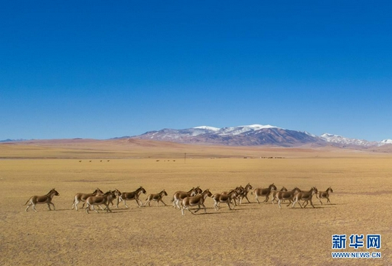 　　这是在西藏羌塘国家级自然保护区拍摄的藏野驴（无人机照片，2019年12月23日摄）。新华社记者 孙非 摄