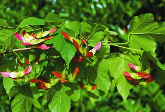  秦岭特有种、国家重点保护植物——庙台槭。资料图片