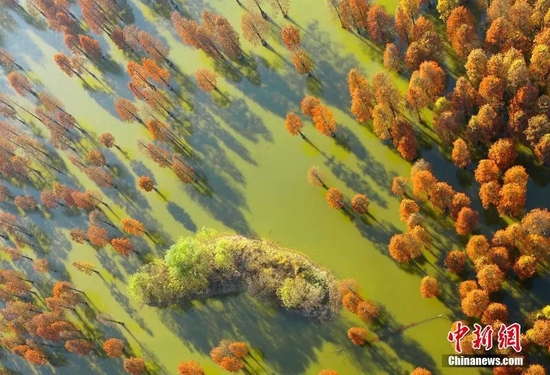 资料图。中新社发 王闽 摄 图片来源：CNSPHOTO