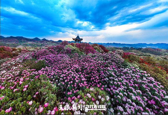 贵州毕节百里杜鹃风景名胜区。贵州图片库供图