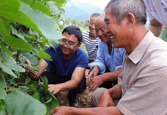 驻村第一书记刘叶阳和村民查看山葡萄长势。李志涛 摄