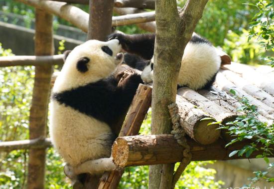 ·基地的两只大熊猫宝宝在嬉闹。