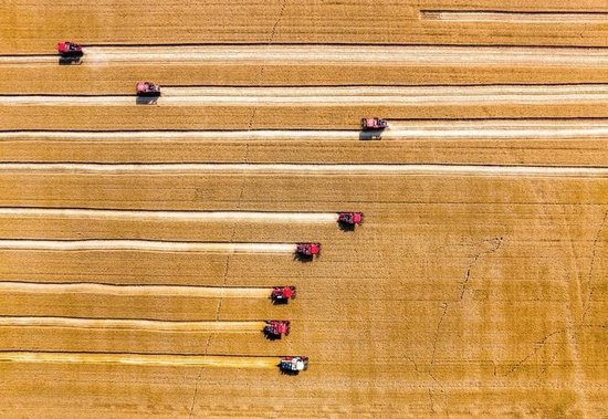 △2025年5月28日，联合收割机在山西运城的麦田里收割小麦。