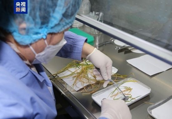 △科研人员对返回的科学实验样品进行分解与固化