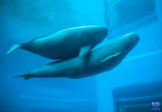 2021年7月5日，在位于武汉的中国科学院水生生物研究所，长江江豚妈妈和小江豚在水中游动。新华社记者 肖艺九 摄