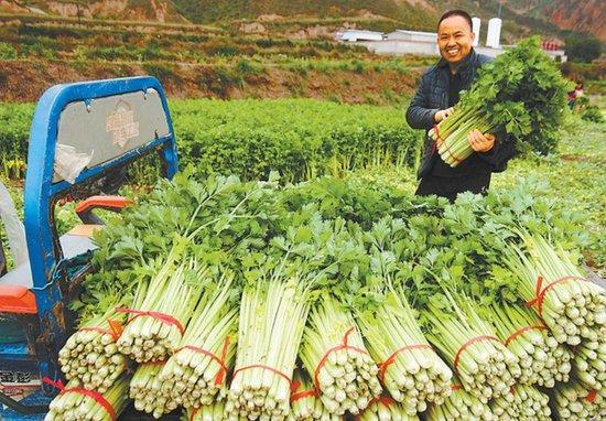 如今，受益于引洮供水工程，甘肃省定西市安定区蔬菜产业已成为当地农民增收致富的主导产业之一。