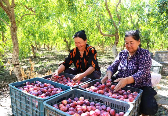△2025年8月19日，新疆阿克苏地区阿瓦提县塔木托格拉克镇阿克亚村，果农分拣西梅。