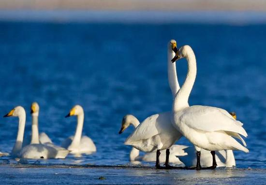  大天鹅 葛玉修摄