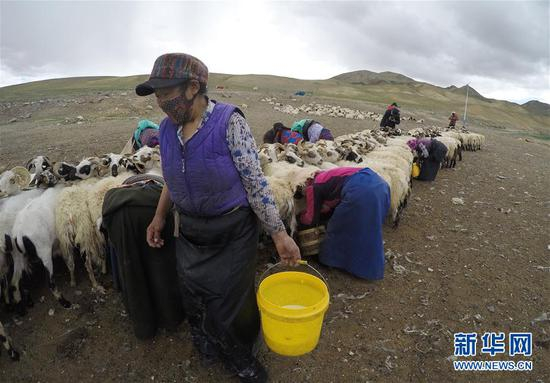 西藏那曲市双湖县嘎措乡玛威荣那村村民在挤羊奶（8月4日摄）。 新华社记者 李贺 摄