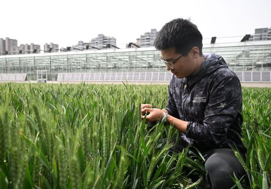 2025年4月16日，河南农业大学的科研人员在中原农谷试验田中查看小麦长势。新华社记者 李嘉南 摄
