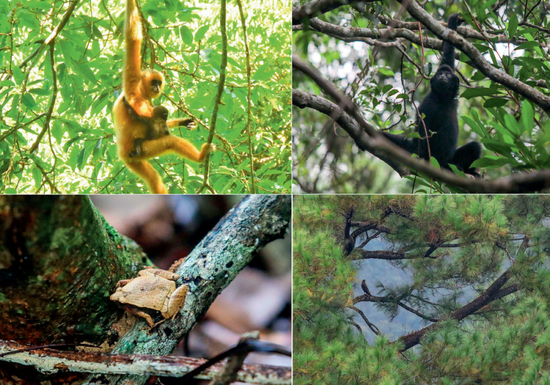 　　左上图为海南长臂猿B群幼猿（2021年5月摄 海南热带雨林国家公园管理局供图）；右上图为海南热带雨林国家公园体制试点区霸王岭自然保护区内的海南长臂猿（2019年10月25日摄 蒲晓旭摄 / 本刊）；左下图为霸王岭自然保护区内的姬蛙（2019年10月26日摄 蒲晓旭摄 / 本刊）；右下图为霸王岭自然保护区内的蛇雕（2019年10月26日摄 蒲晓旭摄 / 本刊）