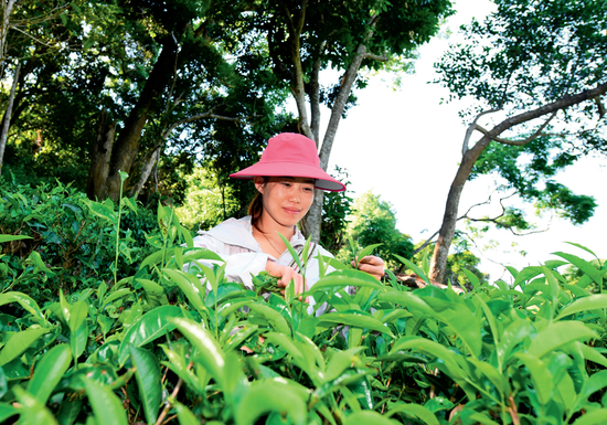 海南省五指山市水满乡毛纳村村民在茶园采茶（2022年4月10日摄）杨冠宇摄 / 本刊