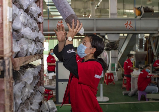 新疆墨玉县萨依巴格乡村民阿孜古丽·阿卜力提甫在当地一家菌业公司的菌种装袋车间工作（2020年9月22日摄）。新华社记者 胡虎虎 摄