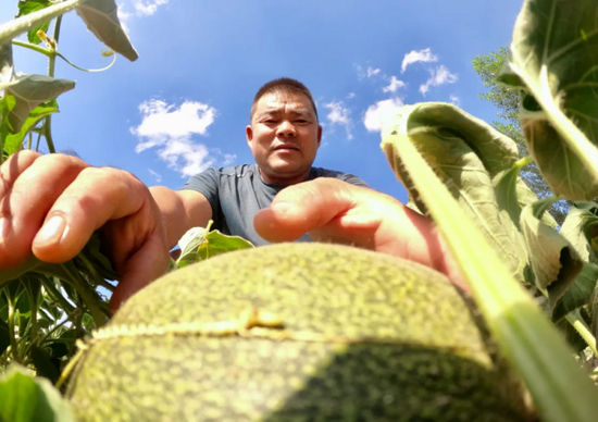 武志强在查看华莱士瓜生长情况
