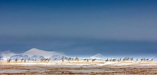  可可西里&nbsp;周静泉摄