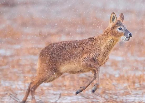 獐子（资料图）