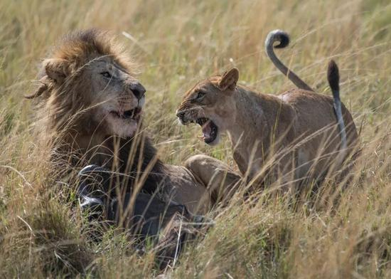  一只母狮在向雄狮吼叫。新华社记者陈诚摄