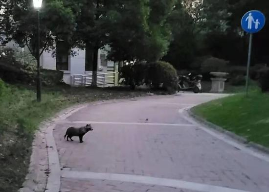 △傍晚，貉从草丛中出来。