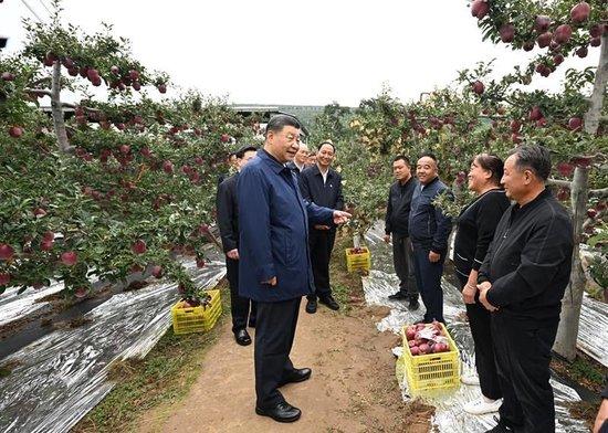  △2024年9月11日，习近平总书记在甘肃省天水市麦积区南山花牛苹果基地考察。