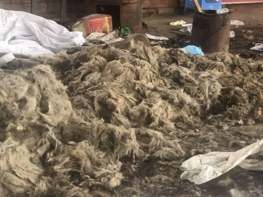 寻狗一周 找到黑犬只屠宰场