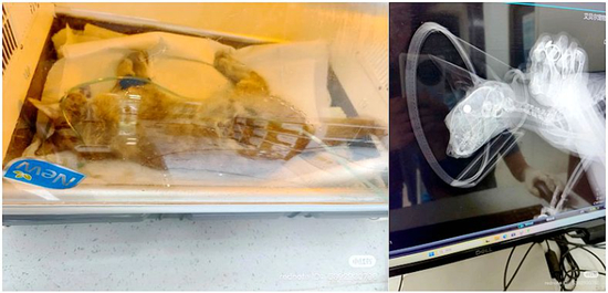  救治中的“大橘子”（左），疑似钢珠嵌入“大橘子”头部（右）。 &nbsp;网络图