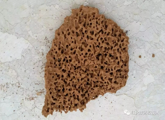  红火蚁具有强烈的攻击性