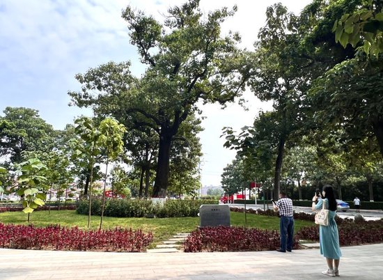 2022年8月15日，在河南省开封市兰考县焦裕禄干部学院门口，人们在“焦桐”下参观。新华社记者 郝源 摄