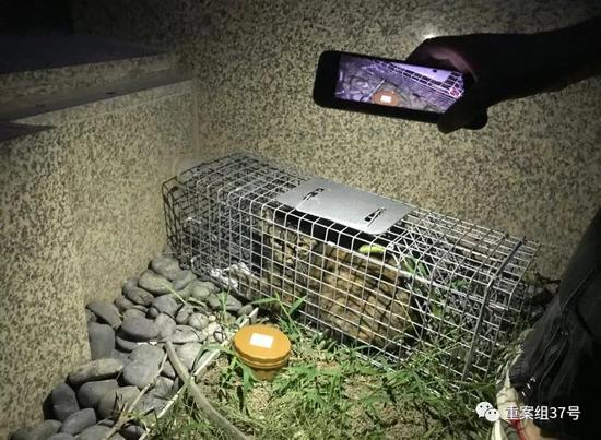  ▲丢失20天后，“球球”在食物的诱惑下钻进了捕猫笼。新京报记者 祖一飞 摄