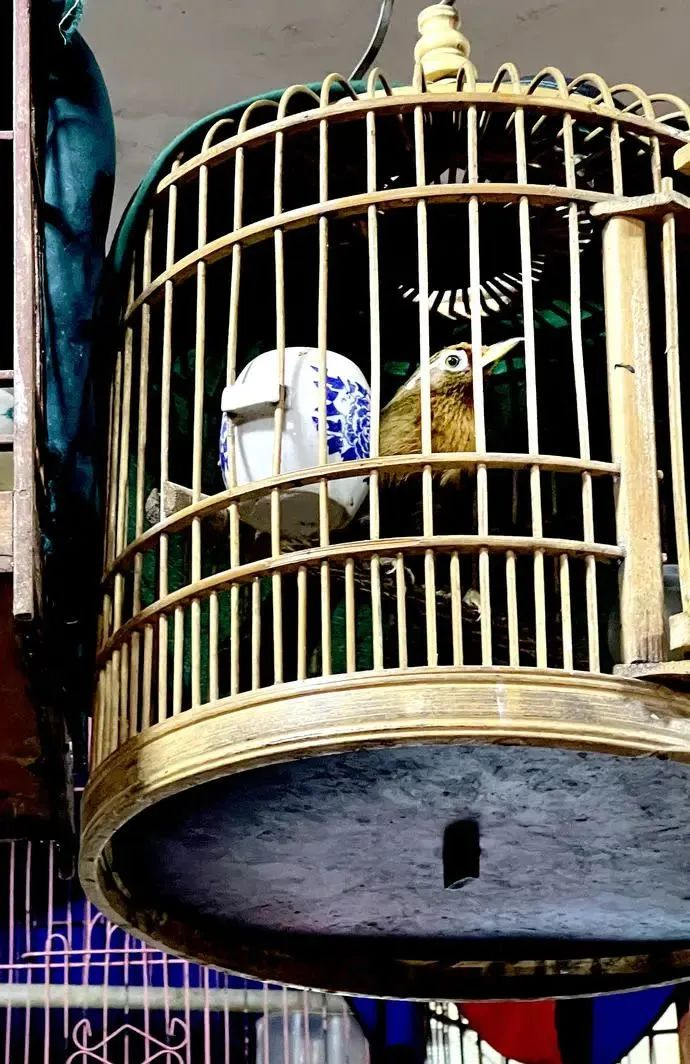 笼子里的画眉鸟（图片来源：澎湃新闻）