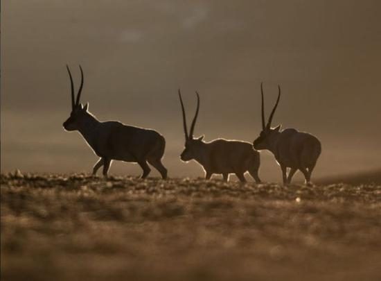 双湖境内的藏羚羊。新华社记者 普布扎西 摄
