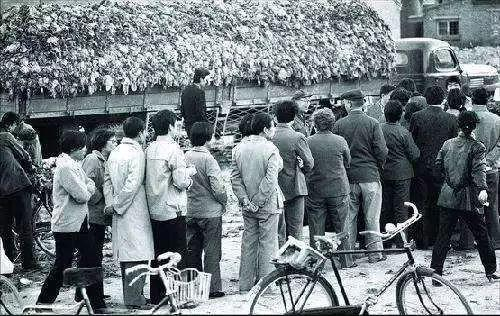  图为上世纪80年代，北京人排队买冬储大白菜