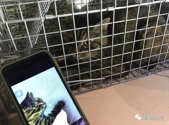  ▲9月26日，孙锦荣抓到猫后进行照片比对。受访者供图