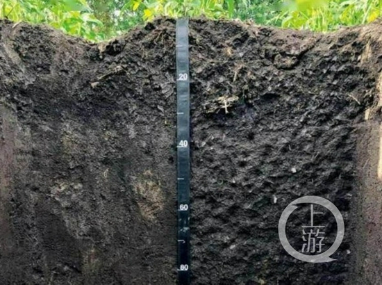  ▲东北黑土地开垦之初厚度在80至100厘米，有机质含量高达5%至7%，富有氮、磷、钾等多种矿物元素，既保水又保肥，被誉为“耕地中的大熊猫”，当地流传“一两土二两油”的说法。图片来源/官方提供