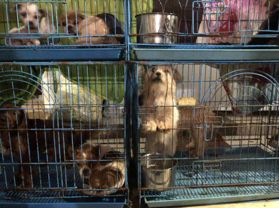 ▲救助站里的狗大多是土狗。新京报记者 王翀鹏程 摄&nbsp;